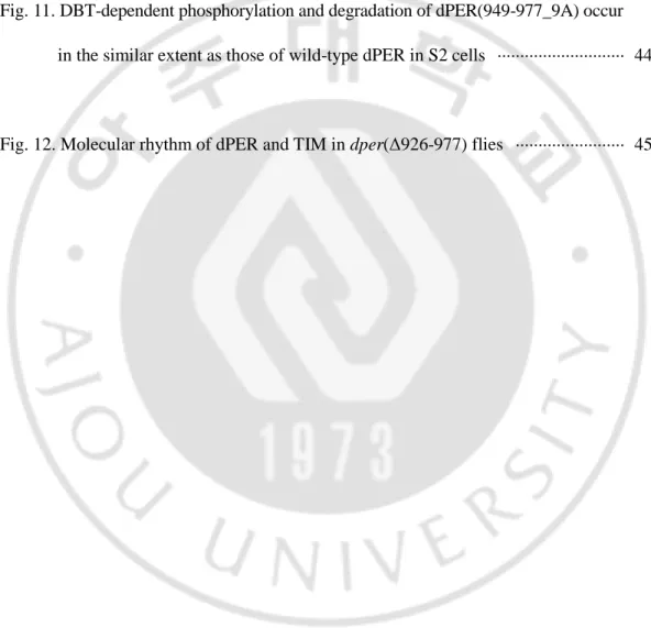 Fig. 9. dPER(Δ949-977) could not directly bind to dCLK in S2 cells   ··························   41 