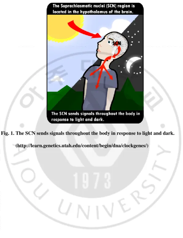 Fig. 1. The SCN sends signals throughout the body in response to light and dark.    (http://learn.genetics.utah.edu/content/begin/dna/clockgenes/) 