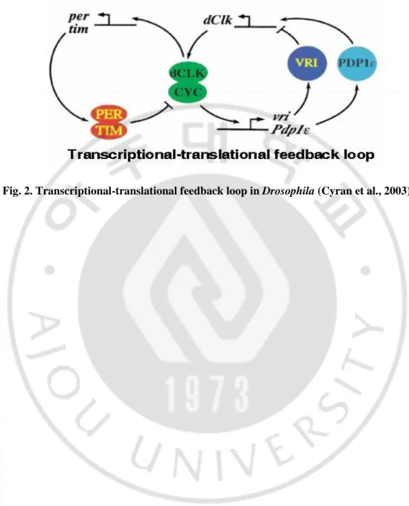Fig. 2. Transcriptional-translational feedback loop in Drosophila (Cyran et al., 2003)