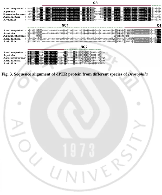 Fig. 3. Sequence alignment of dPER protein from different species of Drosophila 