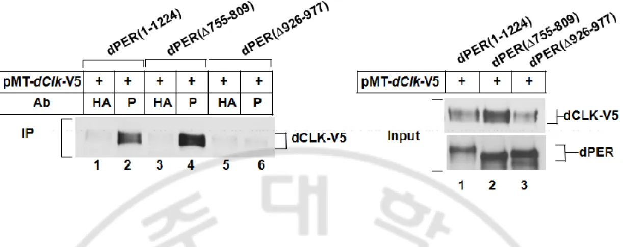 Fig. 6.  dPER(Δ926-977) could not directly bind to dCLK in S2 cells. S2 cells were  transfected with 600 ng of pAct-dper(1-1224) or pAct-dper(Δ755-809) or pAct-dper  (Δ926-977)  in  combination  with  400  ng  of  pMT-dClk-V5