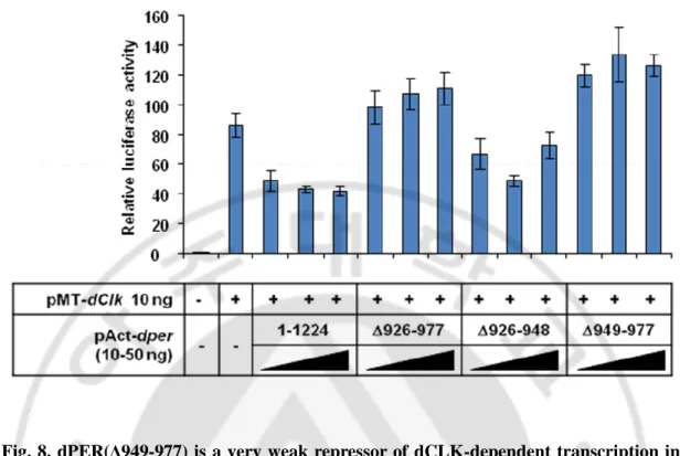 Fig. 8. dPER(Δ949-977) is a very weak repressor of dCLK-dependent transcription in  S2  cells