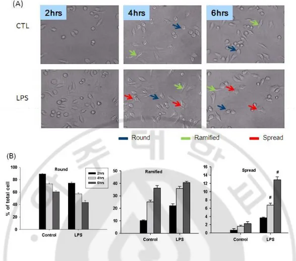 Fig. 2. Earlier changes of LPS-treated BV2 cell morphology.  Microglial cell line BV2  cells were treated with or without LPS (1 μg/ml) for 2hrs, 4hrs and 6hrs