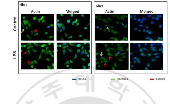 Fig.  3.  Immunofluorescence  assay  of  BV2  cell  morphology.  Microglial cell line BV2  cell  were  treated  with  or  without  LPS  (1  μg/ml)  for  4hrs  and  6hrs  and  labeled  with  antibody  for  actin