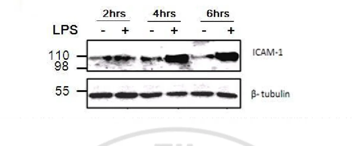 Fig. 6. ICAM-1 protein expression with or without LPS. Western blotting was done to  measure  ICAM-1  protein  expression  in  BV2  cells  treated  with  or  without  LPS  for  2,  4  and  6  hrs