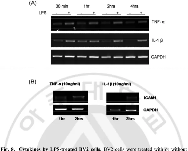 Fig.  8.    Cytokines  by  LPS-treated  BV2  cells.  BV2  cells  were  treated  with  or  without  LPS  for  30  min,  1  hr,  2hrs  and  4hrs  to  check  the  effect  of  LPS  on  the  expression  of  cytokines IL-1β and TNF-α mRNA