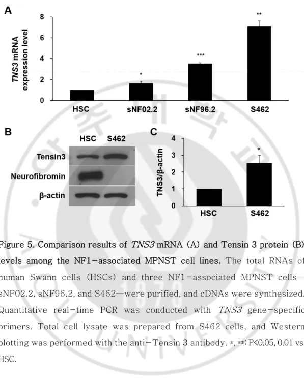 Figure 5. Comparison results of  TNS3  mRNA (A) and Tensin 3 protein (B)  levels  among  the  NF1-associated  MPNST  cell  lines