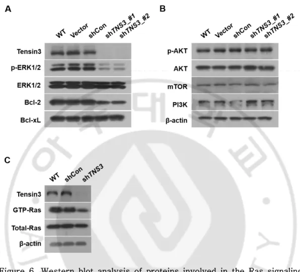 Figure  6.  Western  blot  analysis  of  proteins  involved  in  the  Ras  signaling  pathway in  TNS3- knockdown S462 cells