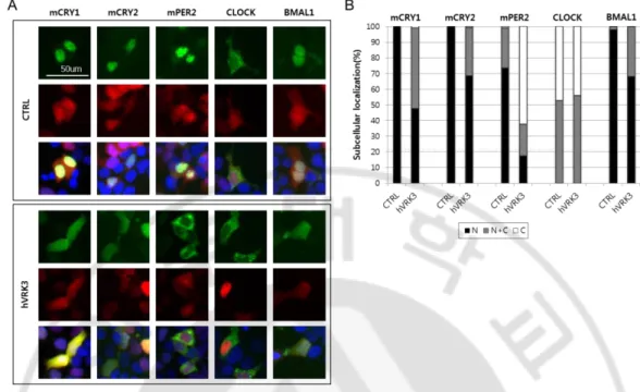 Figure  4  Co-transfection  of  hvrk3  changes  the  subcellular  localization  of  mCRY1/2,  mPER2  or  BMAL1  in  HEK  293T  cells