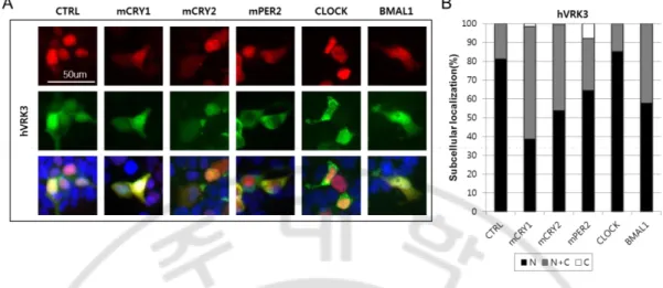Figure 5 hVRK3 increases subcellular localization of nucleus and cytoplasm more than  nucleus  in  co-expression  with  mCRY1/2,  mPER2,  BMAL1