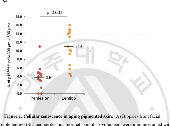 Figure 1. Cellular senescence in aging pigmented skin. (A) Biopsies from facial 