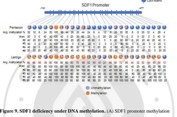 Figure 9. SDF1 deficiency under DNA methylation. (A) SDF1 promoter methylation 