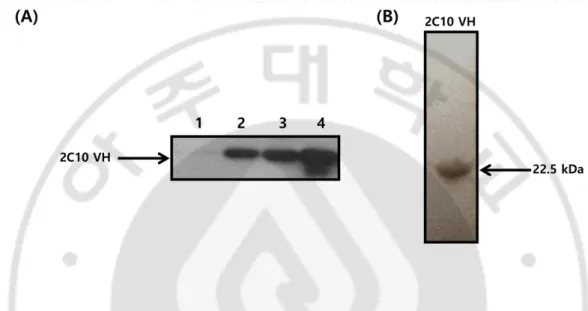 Fig.  1.  Purification  of  2C10  VH  domain.  (A)  Western  blot  analysis  of  purified 