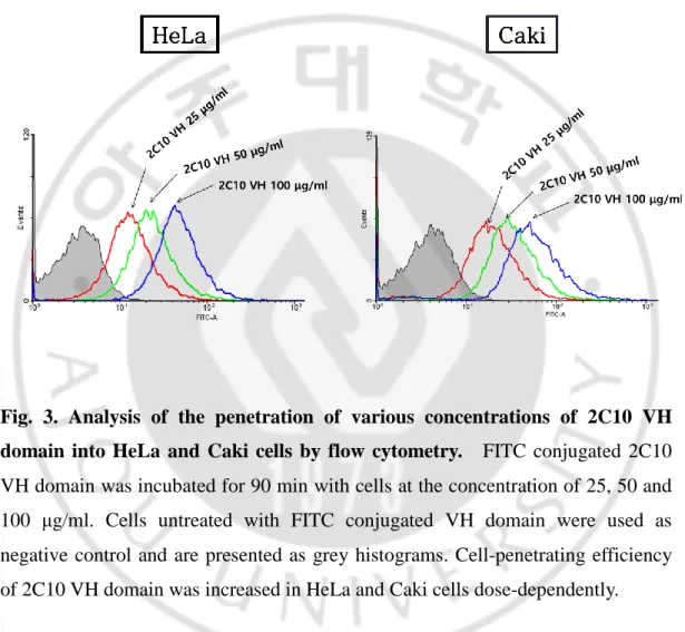 Fig.  3.  Analysis  of  the  penetration  of  various  concentrations  of  2C10  VH  domain  into  HeLa  and  Caki  cells  by  flow  cytometry