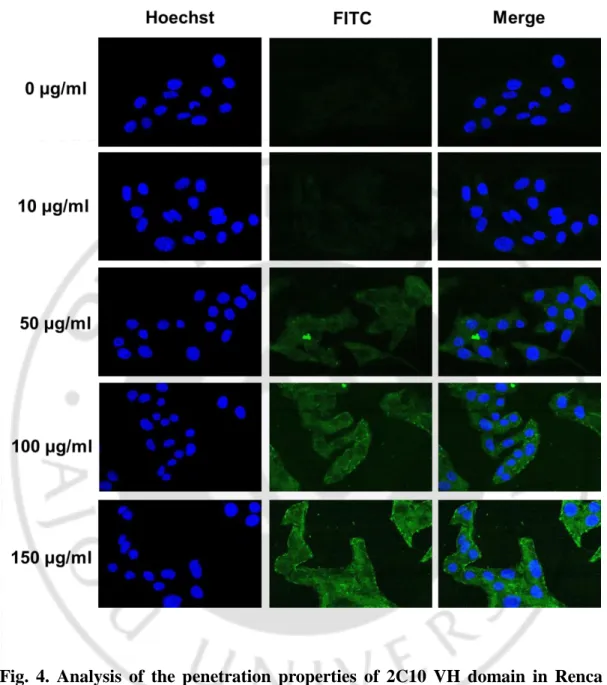 Fig.  4.  Analysis  of  the  penetration  properties  of  2C10  VH  domain  in  Renca  cells by confocal laser microscopy