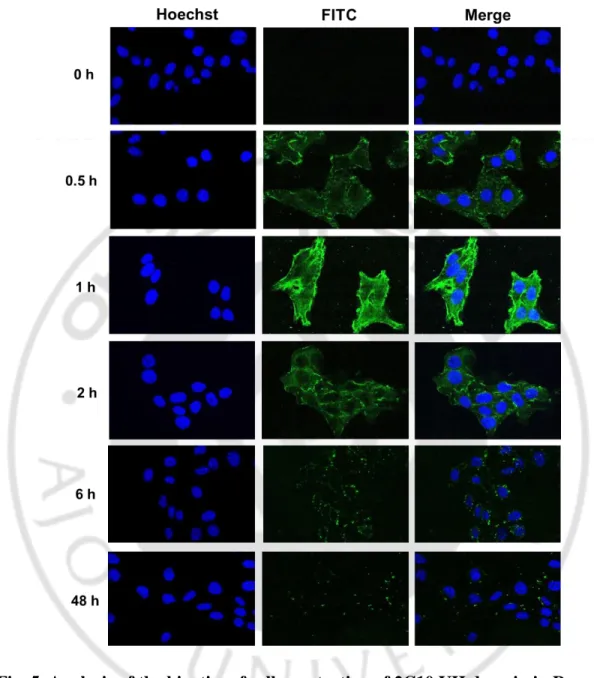 Fig. 5. Analysis of the kinetics of cell penetration of 2C10 VH domain in Renca  cells by confocal laser microscopy