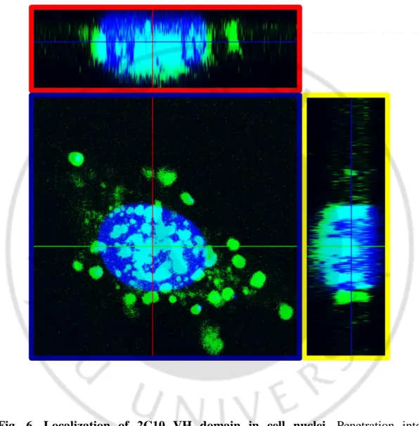 Fig.  6.  Localization  of  2C10  VH  domain  in  cell  nuclei.  Penetration  into 