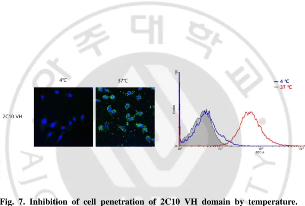 Fig.  7.  Inhibition  of  cell  penetration  of  2C10  VH  domain  by  temperature.   