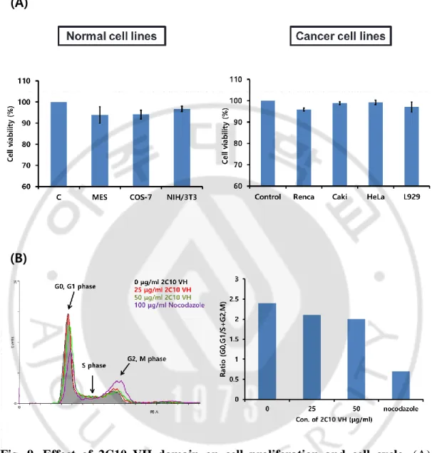 Fig.  9.  Effect  of  2C10  VH  domain  on  cell  proliferation  and  cell  cycle.  (A) 