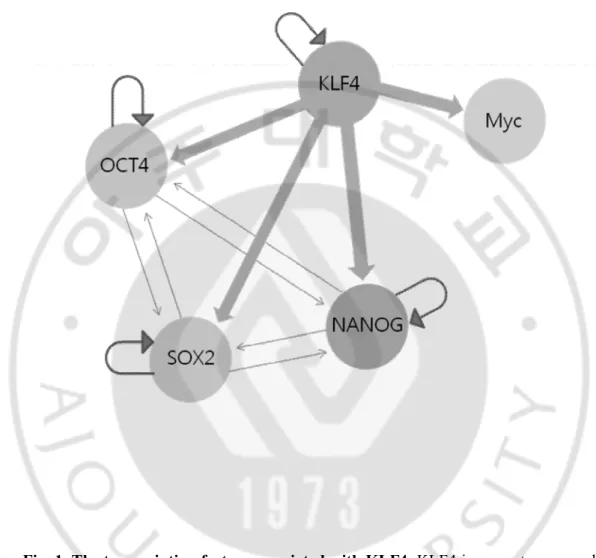 Fig. 1. The transcription factors associated with KLF4. KLF4 is an upstream regulator  of  larger  feed-forward  loops  containing  OCT4  and  SOX2,  a  regulator  of  common  targets  including  NANOG  and  a  potential  regulator  of  Myc,  as  it  binds