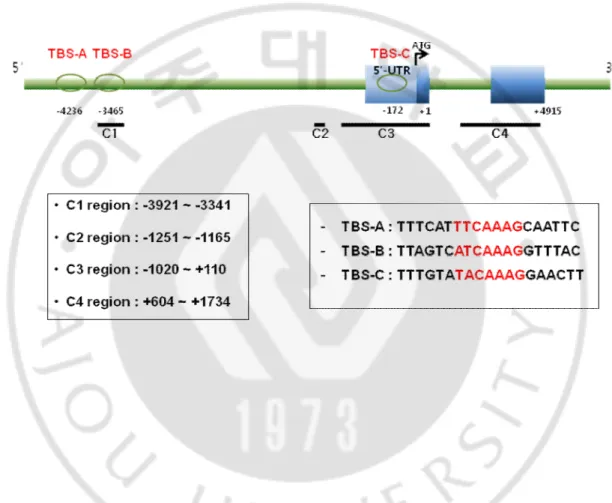 Fig. 2. Human KLF4 structure schematic diagram The translated region or open reading  frame is depicted in blue