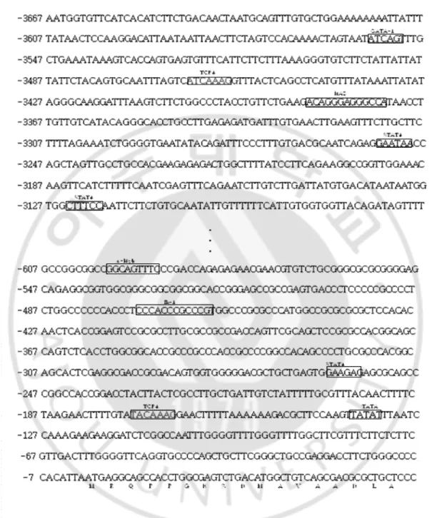 Fig.  3.  Identification  of  putative  conserved  motif  in  the  5′-regulating  region  of  the  KLF4  gene  This  sequence  is  found  in  the  regulatory  region  of  CAAAG