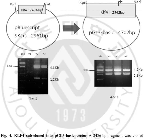 Fig.  4.  KLF4  sub-cloned  into  pGL3-basic  vector  A  2486-bp  fragment  was  cloned  in  pBluescript SK(+) plasmid vector with SacⅠenzyme  in 37℃  incubator for 2 hours