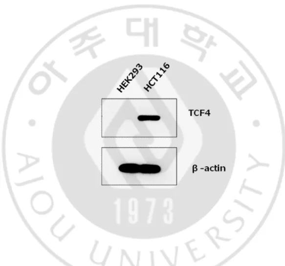 Fig.  5.  TCF4  protein  existed  in  HCT116  cell,  but  not  HEK293.  Nuclear  extracts  (30㎍)  were prepared from HEK293 and HCT116 cells