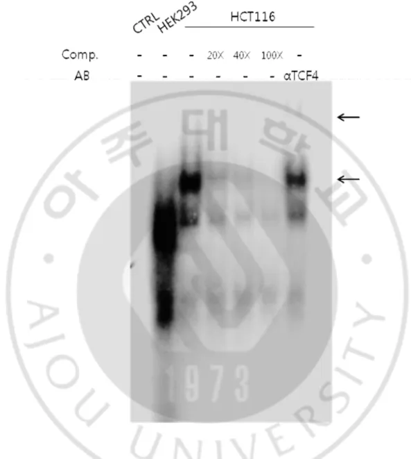 Fig.  6.  TCF4  protein  existed  in  HCT116  cell,  but  not  HEK293.  Incubation  of  nuclear  extracts of HCT116 and HEK293 cells with  32 P-labeled KLF4 proves  derived from  labeled 