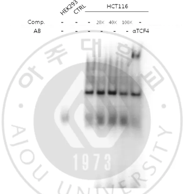 Fig.  7.  TCF4  protein  existed  in  HCT116  cell,  but  not  HEK293.  Incubation  of  nuclear  extracts of HCT116 and HEK293 cells with  32 P-labeled KLF4 proves  derived from  labeled 