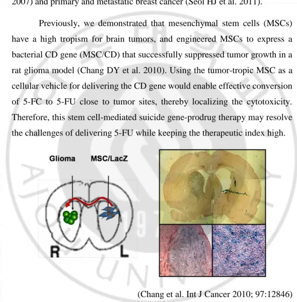 Figure 2. Migratory property of MSC toward tumor site 