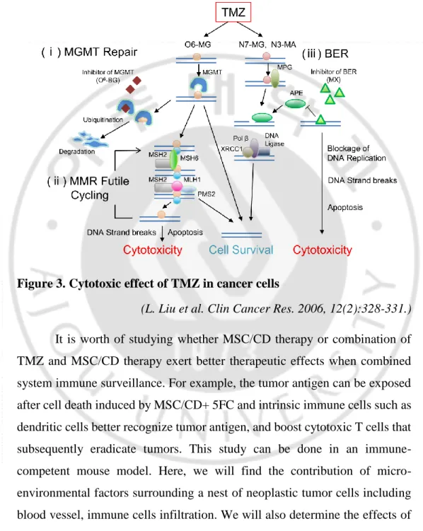Figure 3. Cytotoxic effect of TMZ in cancer cells 