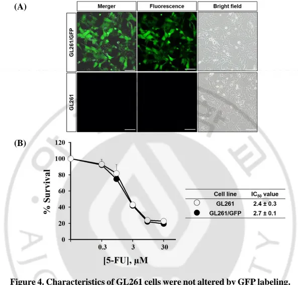 Figure 4. Characteristics of GL261 cells were not altered by GFP labeling.  (A)  The  morphology  of  naïve  GL261  and  GL261/GFP
