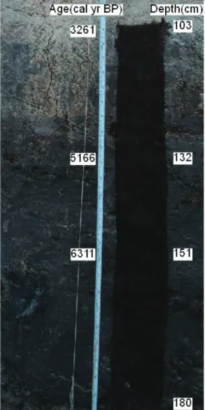 Figure 2. Profile of Hwajeon trench with age data. 시 료를 채취한 화전퇴적층 단면과 깊이에 따른 탄소연