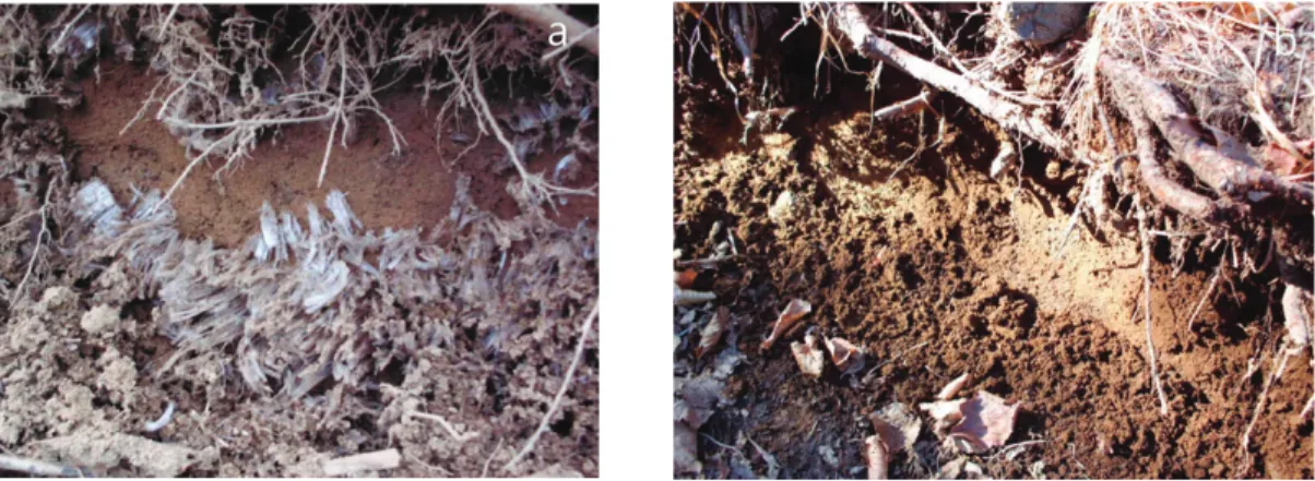Figure 12. (a) Three pipeflows developed on a sidewall and (b) soil particles washed away by pipeflows