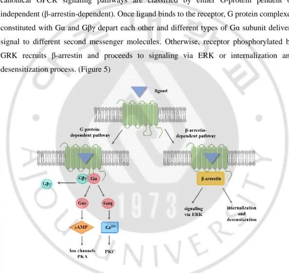 Figure 3. Conventional GPCR downstream signaling pathway. 