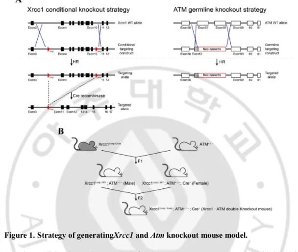 Figure 1. Strategy of generatingXrcc1 and Atm knockout mouse model. 