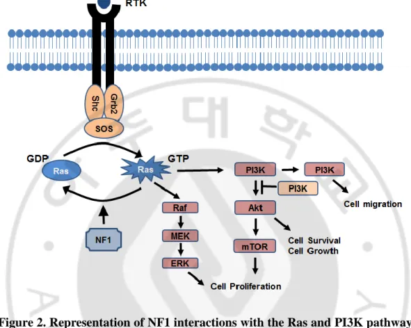 Figure 2. Representation of NF1 interactions with the Ras and PI3K pathways  (Le and Parada, 2007)