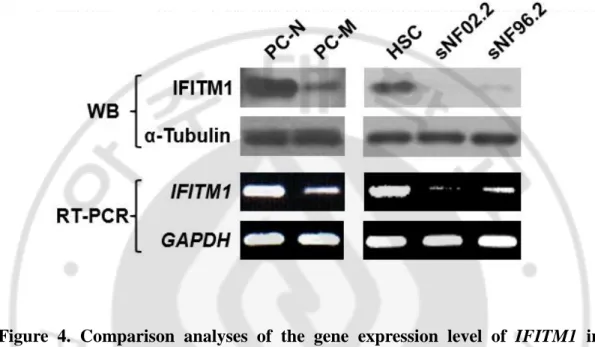 Figure  4.  Comparison  analyses  of  the  gene  expression  level  of  IFITM1  in  primary  NF1-deficient  cells  and  MPNST  cell  lines