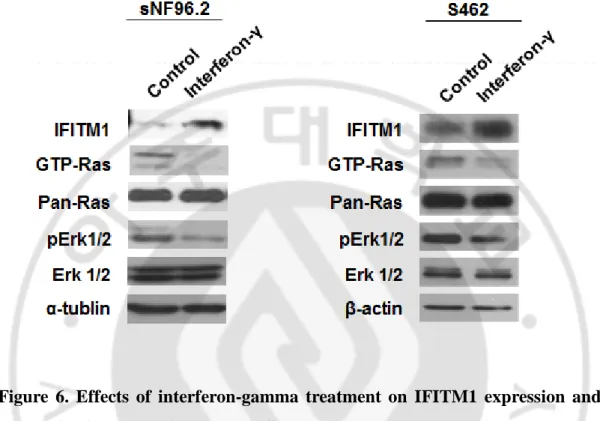 Figure  6.  Effects  of  interferon-gamma  treatment  on  IFITM1  expression  and  Ras  activation  levels  in  the  MPNST  cell  lines