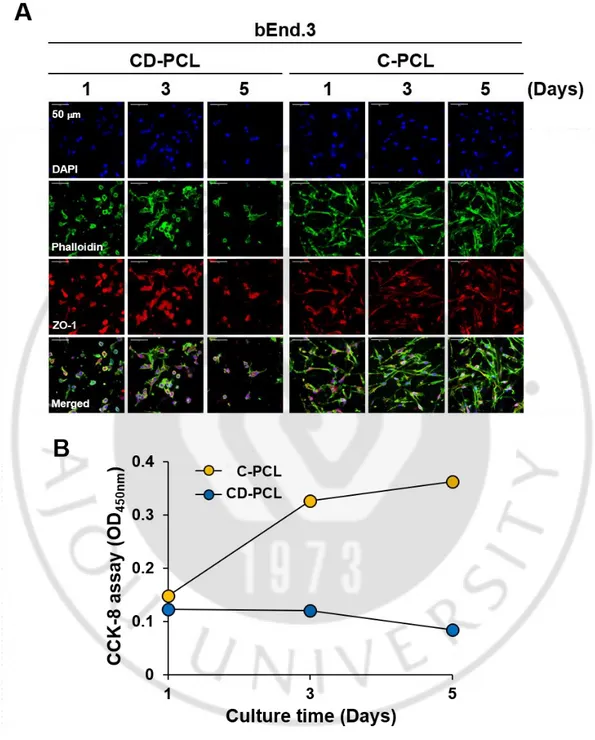 그림  2.  CD-PCL-M 과  C-PCL-M 에서  배양된  bEnd.3  내피세포의  성장  패턴  차이.  bEnd.3  내피세포  (3  ×  10 4 )를  CD-PCL-M  과  