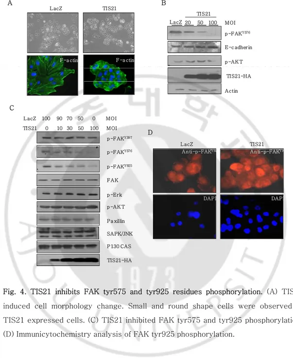 Fig.  4.  TIS21  inhibits  FAK  tyr575  and  tyr925  residues  phosphorylation.  (A)  TIS21  induced  cell  morphology  change