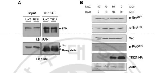 Fig. 5. Src interacted with FAK and Src phosphorylation was not changed by TIS21. (A)  FAK  interacted  with  Src  independent  of  TIS21