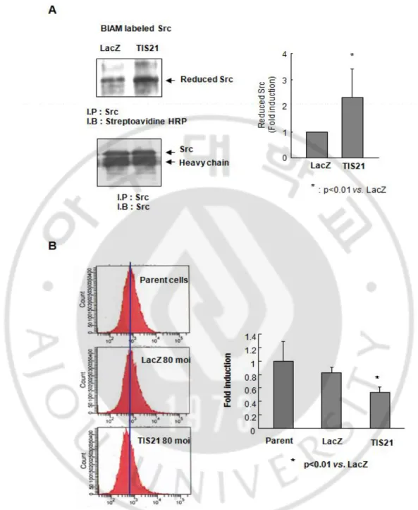 Fig. 7. TIS21 decreased oxidized Src via reduction of ROS. (A) TIS21  increased  Src  reduction