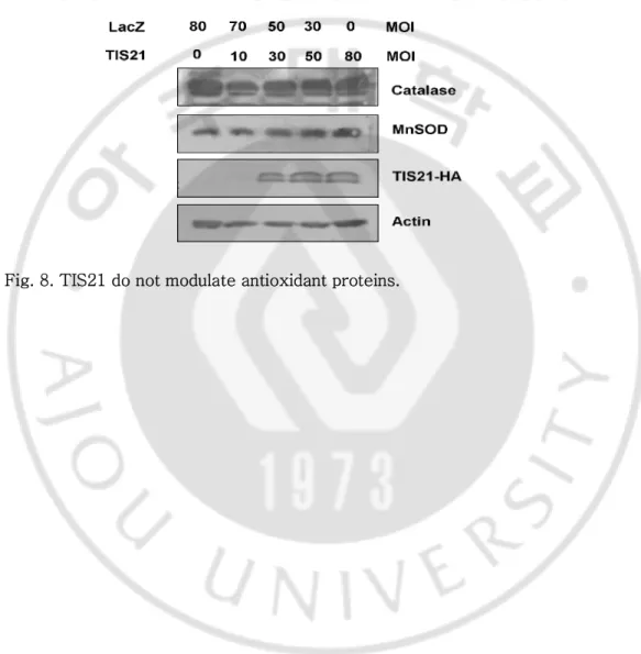 Fig. 8. TIS21 do not modulate antioxidant proteins. 