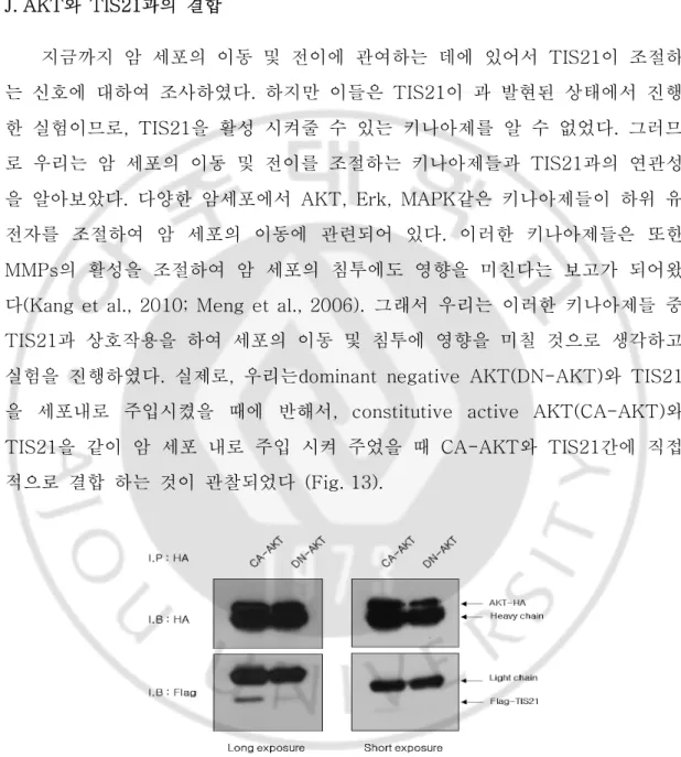 Fig. 13. AKT interacted with TIS21 in Huh7 cells. Huh7 cells co-transfected with CA- CA-AKT and TIS21 or DN-CA-AKT and TIS21