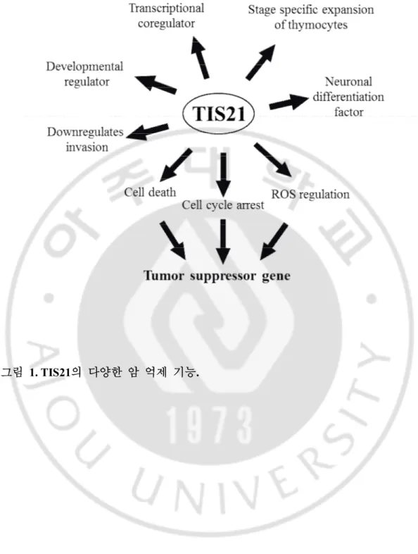 그림   1. TIS21의  다양한  암  억제  기능. 