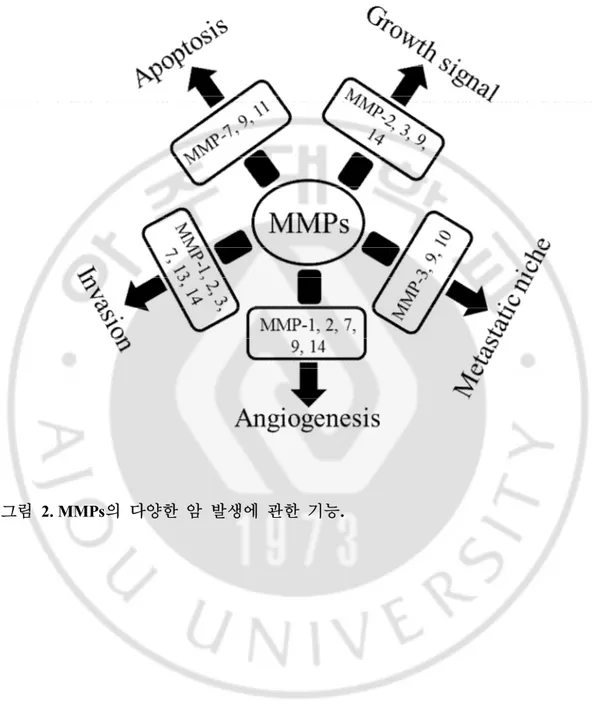그림   2. MMPs의  다양한  암  발생에  관한  기능. 