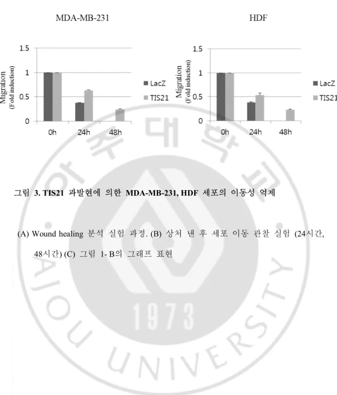 그림   3. TIS21  과발현에  의한  MDA-MB-231, HDF  세포의  이동성  억제 