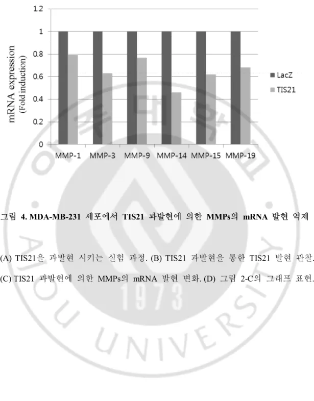 그림   4. MDA-MB-231  세포에서  TIS21  과발현에  의한  MMPs의  mRNA  발현  억제 